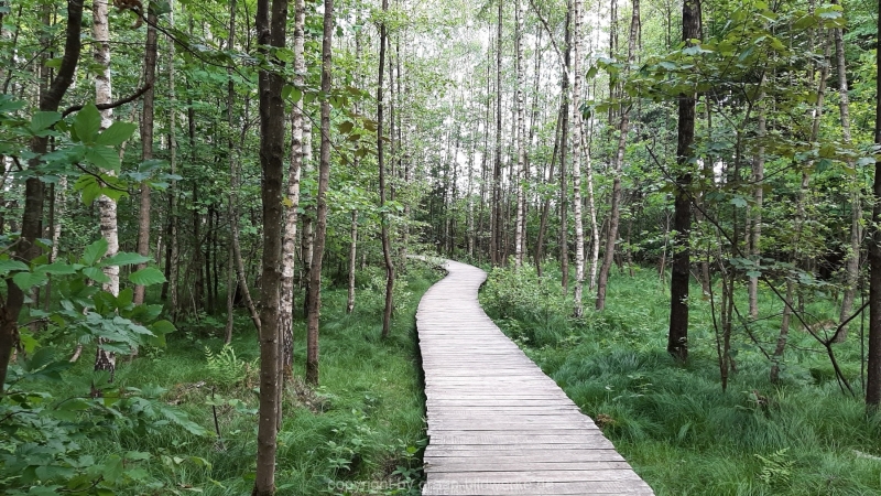 30.05.2021 _Waldspaziergang_03