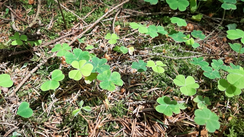 30.05.2021 _Waldspaziergang_08