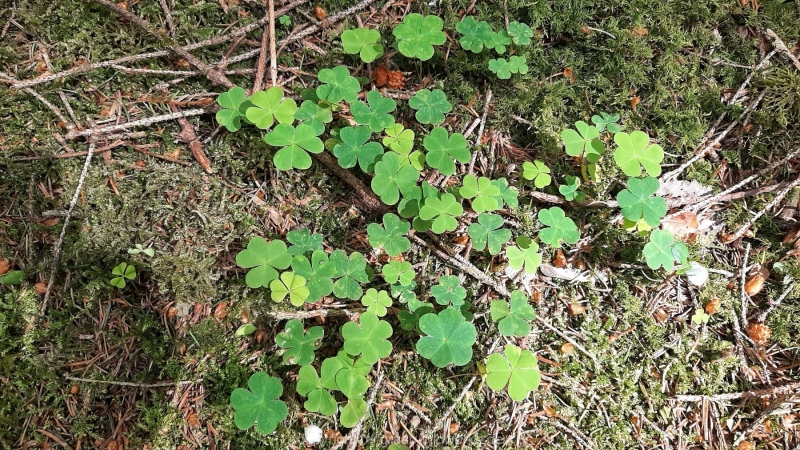 30.05.2021 _Waldspaziergang_07