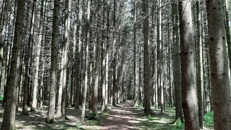 30.05.2021 _Waldspaziergang_09