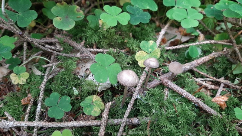 30.05.2021 _Waldspaziergang_10