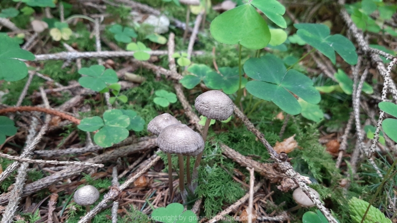 30.05.2021 _Waldspaziergang_11