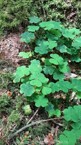 30.05.2021 _Waldspaziergang_14