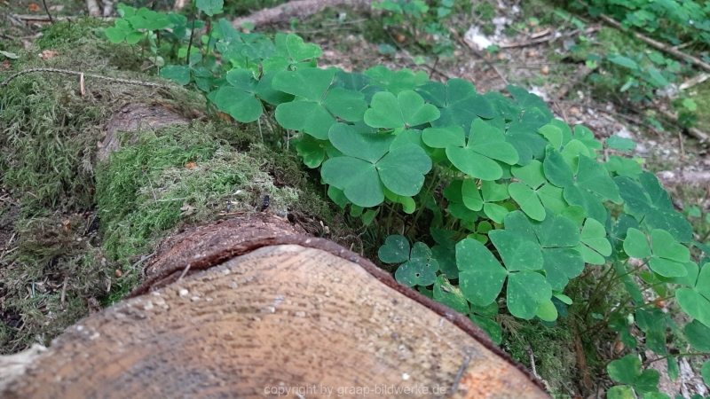 30.05.2021 _Waldspaziergang_13