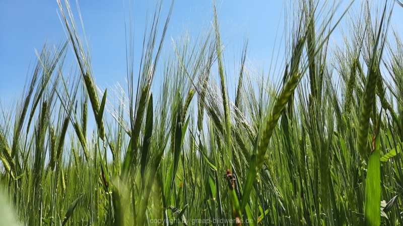 31.05.2021 - Felder_02