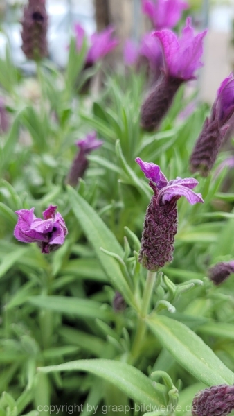 01.05.2022 - Spaziergang_01