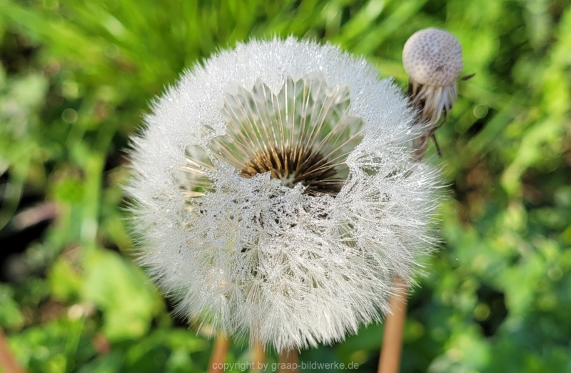 07.05.2022 - Spaziergang_02
