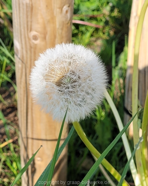 07.05.2022 - Spaziergang_01