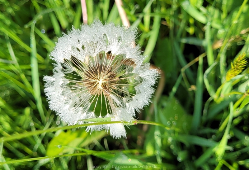 07.05.2022 - Spaziergang_04