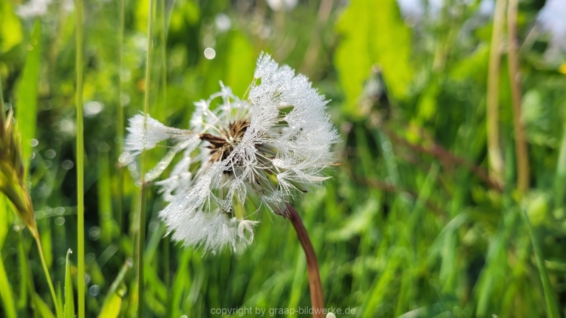 07.05.2022 - Spaziergang_06