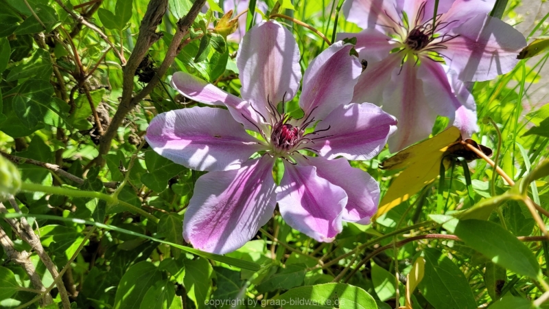 15.05.2022 - Spaziergang_01
