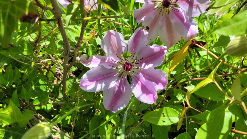 15.05.2022 - Spaziergang_04