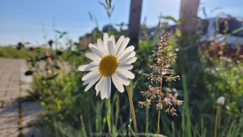 17.05.2022 - Spaziergang_02