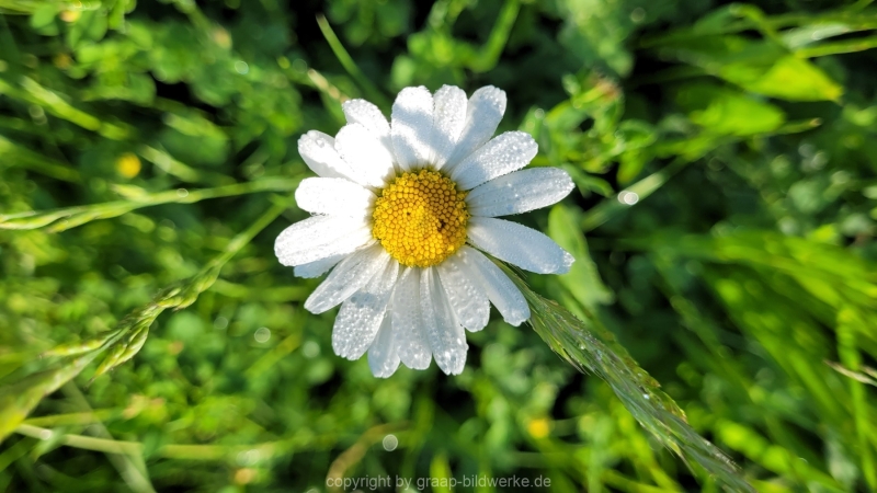 17.05.2022 - Spaziergang_04