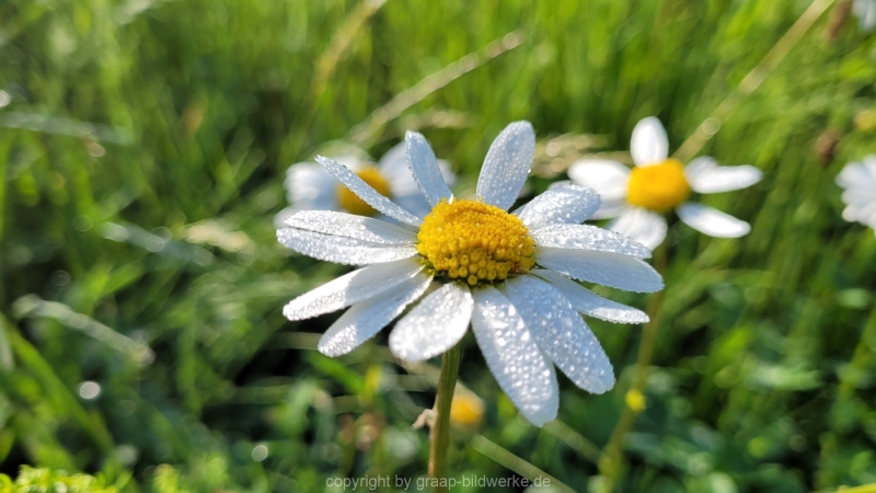 17.05.2022 - Spaziergang_06