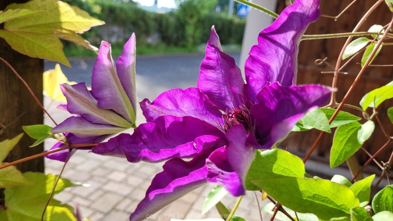 17.05.2022 - Spaziergang_07