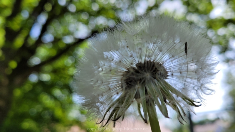 17.05.2022 - Spaziergang_08