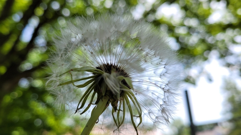 17.05.2022 - Spaziergang_09