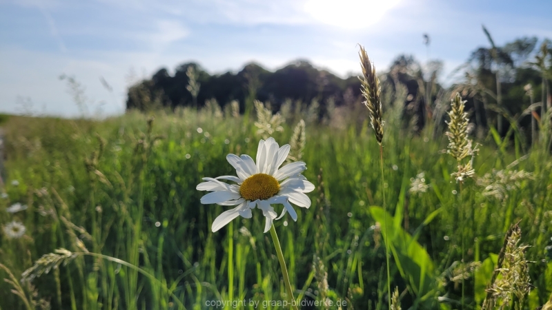19.05.2022 - Spaziergang_03