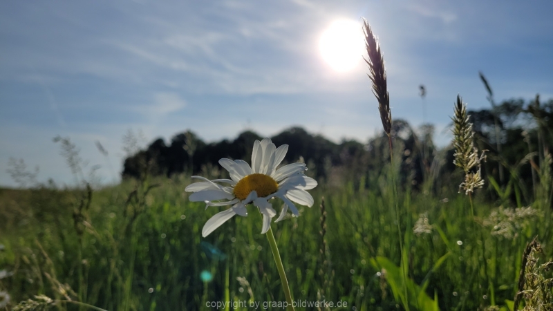 19.05.2022 - Spaziergang_04