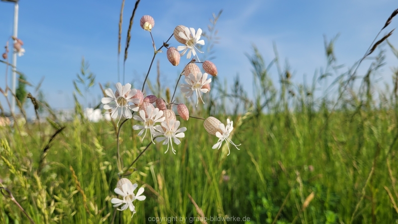 20.05.2022 - Spaziergang_03