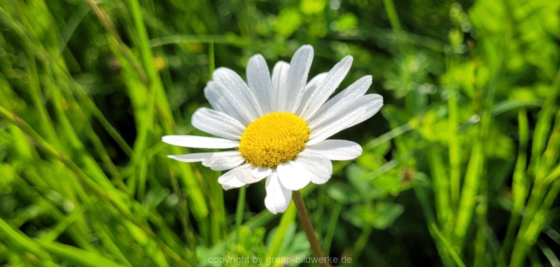 20.05.2022 - Spaziergang_01