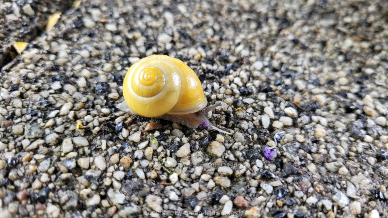 23.05.2022 - Spaziergang_03