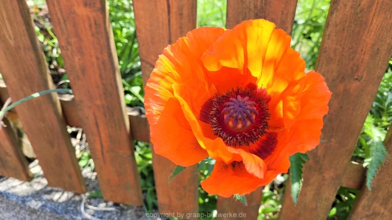 31.05.2022 - Spaziergang_02