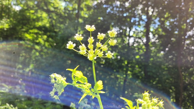 31.05.2022 - Spaziergang_03