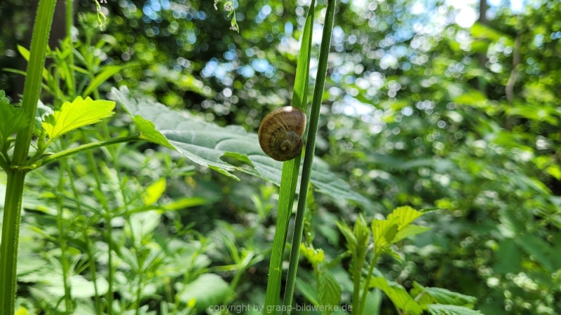 31.05.2022 - Spaziergang_04