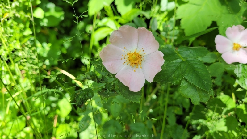31.05.2022 - Spaziergang_05