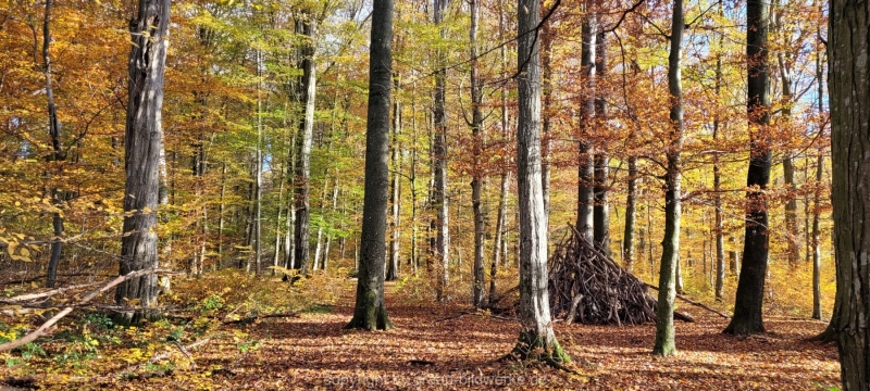 08.11.2021 - Herbstspaziergang am Carlottensee_09