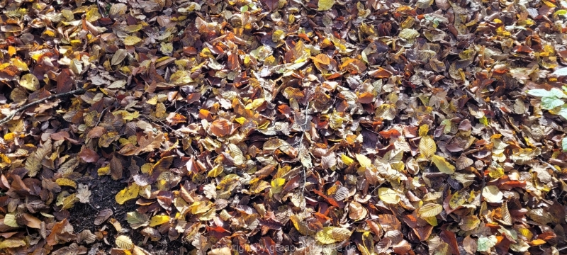 08.11.2021 - Herbstspaziergang am Carlottensee_05