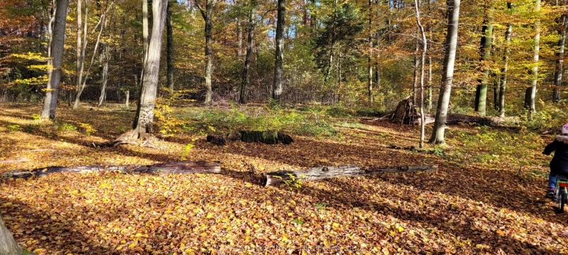 08.11.2021 - Herbstspaziergang am Carlottensee_08