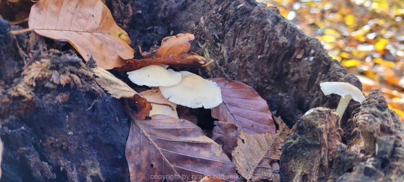 08.11.2021 - Herbstspaziergang am Carlottensee_04