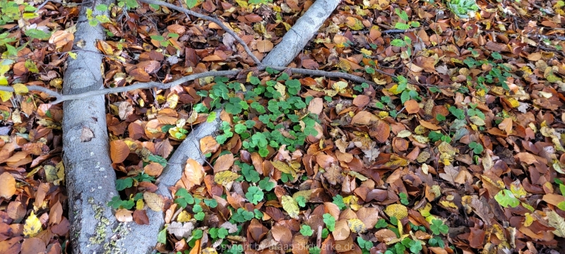 08.11.2021 - Herbstspaziergang am Carlottensee_06