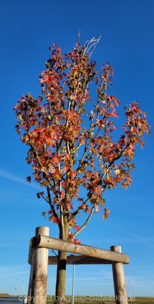 09.11.2021 - Herbstimpressionen