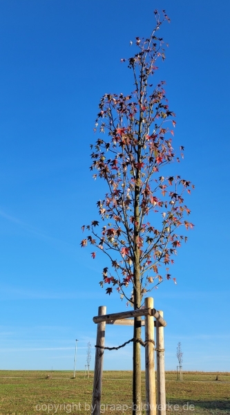 09.11.2021 - Herbstimpressionen