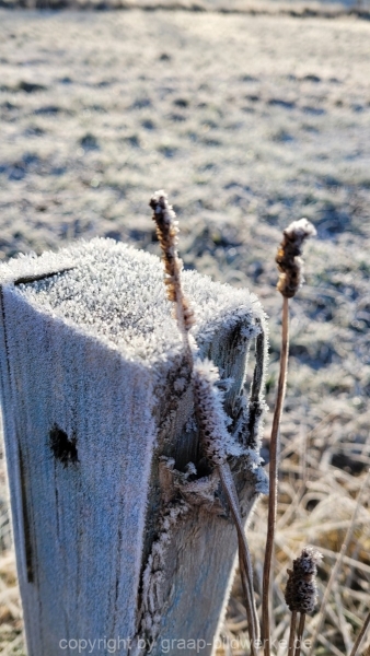21.11.2021 - Frostig_01