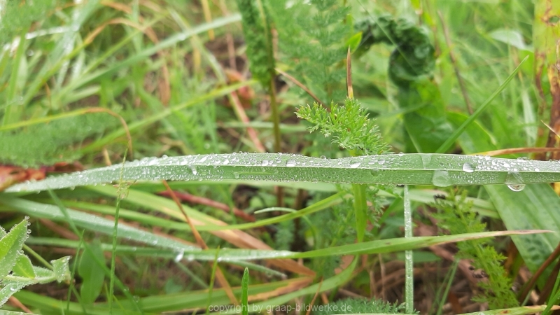 12.09.2021 - Regenwetter_01